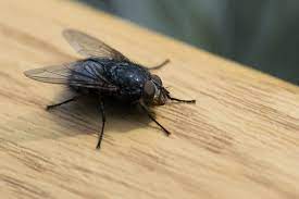 What is the Lifespan of a Fly? | Terminix