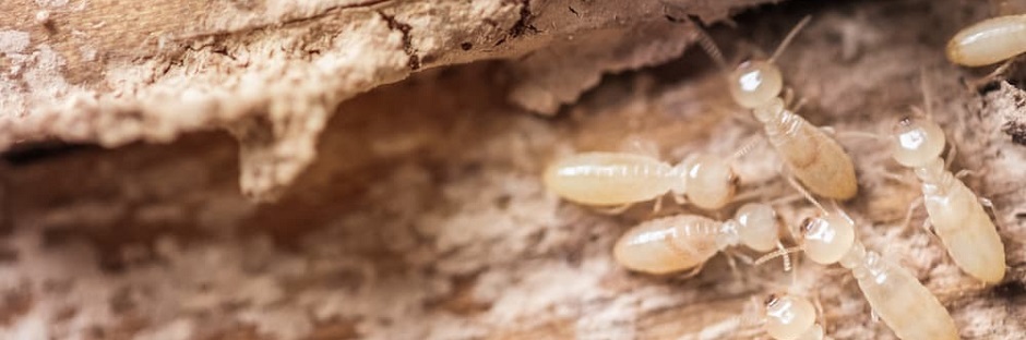 Termite Control in karachi
